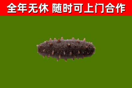 大邑回收海参干